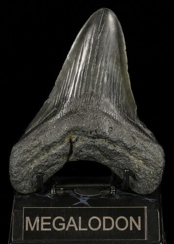 Bargain, Fossil Megalodon Tooth #60494